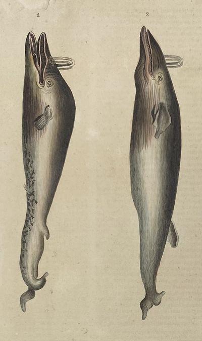 Finback Whale print from Œuvres du comte de Lacepède, comprenant l'Histoire Naturelle des Quadrupèdes ovipares, des Serpents, des Poissons et des Cétacés; Count de Lacepède's the Natural History of Oviparous Quadrupeds, Snakes, Fishes and Crustaceans
