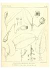 Reproducción/Reproduction 46977731562: A critical revision of the genus Eucalyptus,. Sydney,Gullick,1903-33..