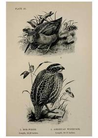 Reproducción/Reproduction 7180209961: Birdcraft :. New York :Macmillan Co.,c1897.