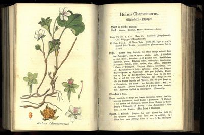 Herbarium pharmaceuticum eller Afbildninger til…