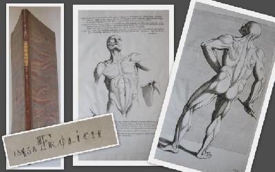 L´Anatomia Dei Pittori. Anatomie der Mahler