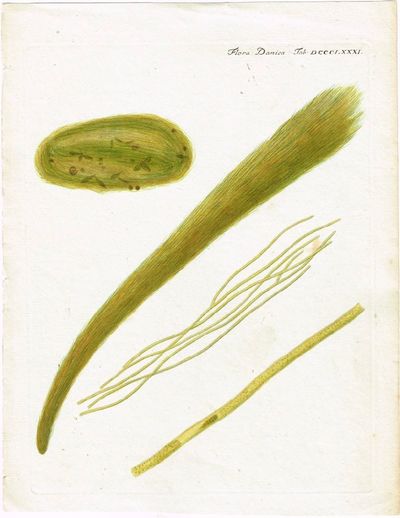 Tab. DCCCLXXXI. 	Vaucheria sp. (Slangalger) Utg.…