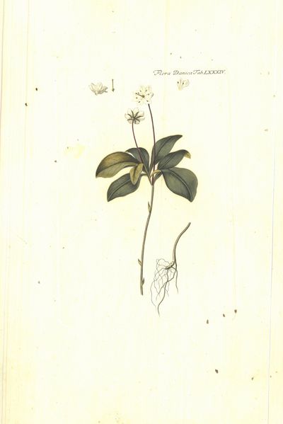 Plansje LXXXIV fra Flora Danica. Andre hefte.
