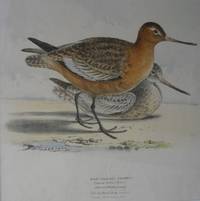 'Bar-Tailed Godwit'.