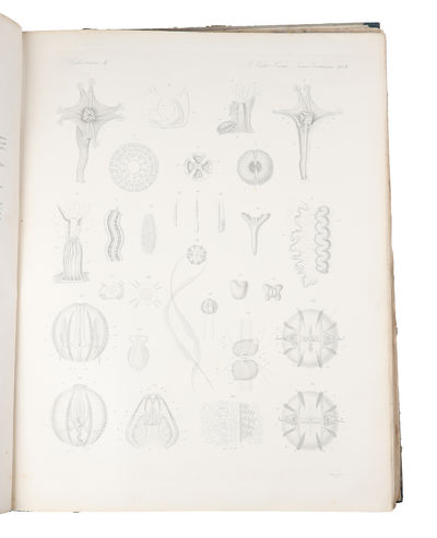 Icones Zootomicae. Mit Originalbeiträgen der Herren G.J. Allman, C. gegenbaur, Th.H. Huxley, Alb. Kölliker, H. Müller, M.S. Schultze, C.Th.E. von Siebold und F. Stein. Erste Hälfte: Die Wirbellosen Thiere (alles erschienen). (photo 2)