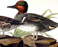 American Green Winged Teal. From 