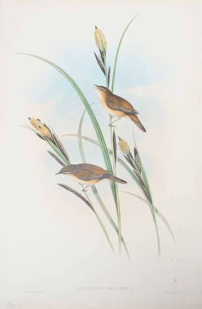 Calamodyta Phragmitis. Sedge Warbler or Chat.