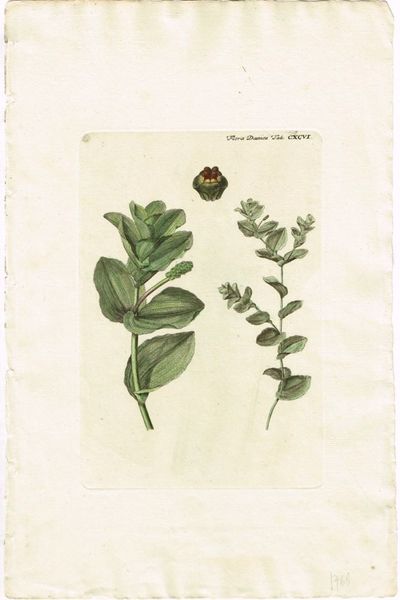 Tab. CXCVI. Potamogeton perfoliatus. Utg. av…