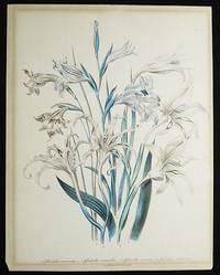 image of 1. Gladiolus Recurvus. -- 2. Gladiolus Versicolor. -- 3. Gladiolus Carneus. -- 4. Gladiolus Cuspidatus