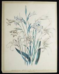 1. Gladiolus Recurvus. -- 2. Gladiolus Versicolor. -- 3. Gladiolus Carneus. -- 4. Gladiolus Cuspidatus by Loudon, Jane W - 1839