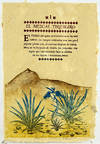 Tequila: El Vuelo del Mezcal Azul por el Paisaje Agavero Patromonio Mundial UNESCO
