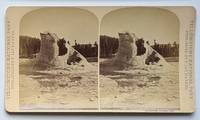 Grand Greyser [sic] Cone - Upper Basin. 1038. [Stereoview] [Grand Geyser]