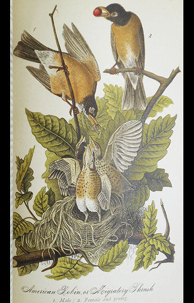 the birds book report Count feeder birds for science count feeder birds for science cornell lab of ornithology find out how you feederwatch, when you can feederwatch,. the birds book report Count feeder birds for science count feeder birds for science cornell lab of ornithology find out how you feederwatch, when you can feederwatch,.