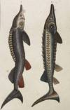 Sturgeon print from Œuvres du comte de Lacepède, comprenant l'Histoire Naturelle des Quadrupèdes ovipares, des Serpents, des Poissons et des Cétacés; Count de Lacepède's the Natural History of Oviparous Quadrupeds, Snakes, Fishes and Crustaceans