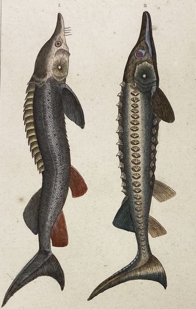 Sturgeon print from Œuvres du comte de Lacepède, comprenant l'Histoire Naturelle des Quadrupèdes ovipares, des Serpents, des Poissons et des Cétacés; Count de Lacepède's the Natural History of Oviparous Quadrupeds, Snakes, Fishes and Crustaceans