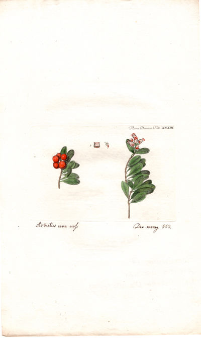 Tab. XXXII. Arctostaphylos uva-ursi (L.)…