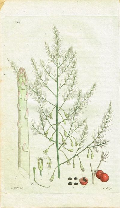 Pl. 213. (Asparges / Aspargus Officinalis). Fra…