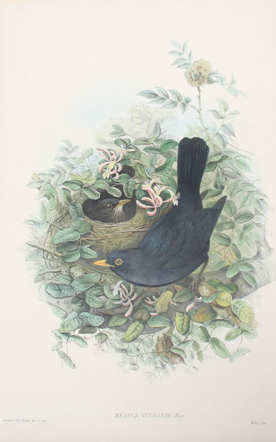 Merula Vulgaris, Ray. Blackbird.