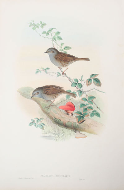 Accentor Modularis. Hedge-Accentor, or…