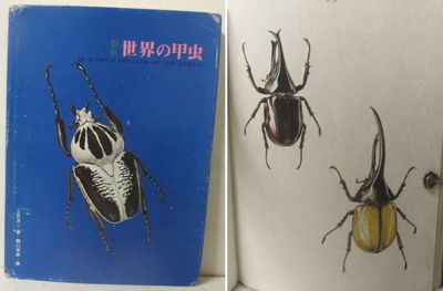 Beautiful Beetles of the World.
