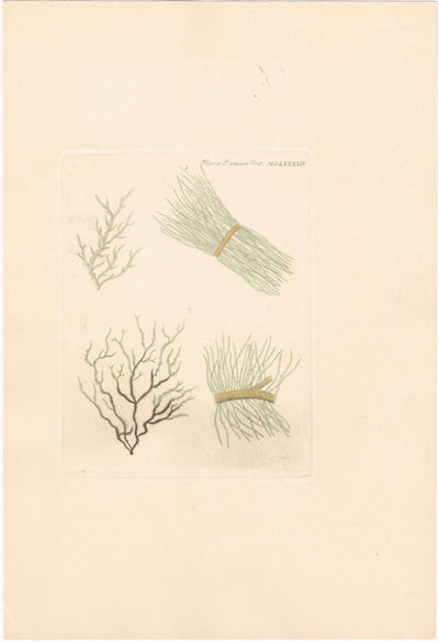 Tab. MDLXXXXIV Thorea lehmannii (Thorea…