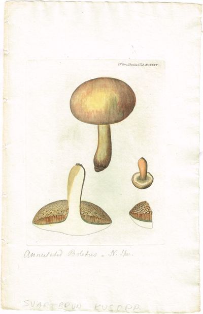 Tab. MCXXXV. Boletus annulatus (seig kusopp).…