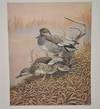 Vintage Jim Foote 1986 Signed & Numbered Waterfowl Art Print