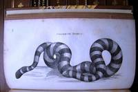 image of GENERAL ZOOLOGY OR SYSTEMATIC NATURAL HISTORY