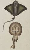 Batis and Bramble Stingray print from Œuvres du comte de Lacepède, comprenant l'Histoire Naturelle des Quadrupèdes ovipares, des Serpents, des Poissons et des Cétacés; Count de Lacepède's the Natural History of Oviparous Quadrupeds, Snakes, Fishes and Crustaceans