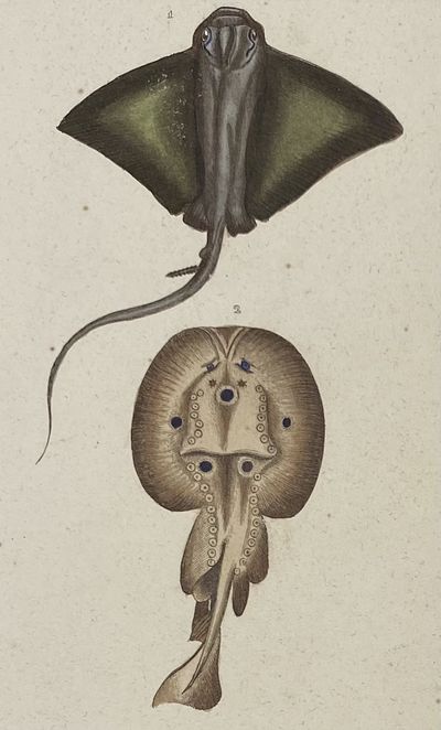 Batis and Bramble Stingray print from Œuvres du comte de Lacepède, comprenant l'Histoire Naturelle des Quadrupèdes ovipares, des Serpents, des Poissons et des Cétacés; Count de Lacepède's the Natural History of Oviparous Quadrupeds, Snakes, Fishes and Crustaceans