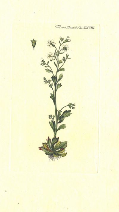 Plansje LXVIII fra Flora Danica. Andre hefte.