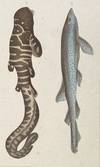 Bearded Shark and Rock Shark print from Œuvres du comte de Lacepède, comprenant l'Histoire Naturelle des Quadrupèdes ovipares, des Serpents, des Poissons et des Cétacés; Count de Lacepède's the Natural History of Oviparous Quadrupeds, Snakes, Fishes and Crustaceans