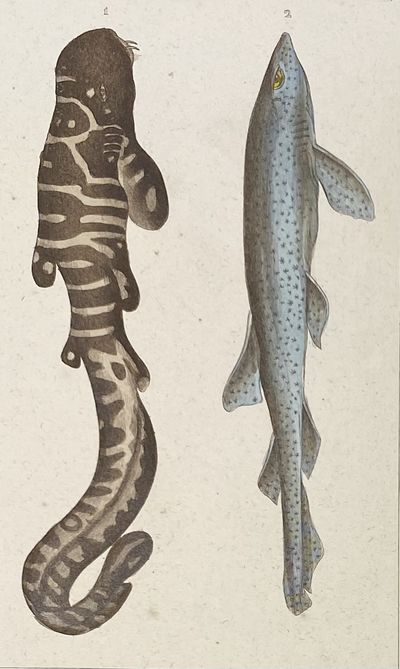Bearded Shark and Rock Shark print from Œuvres du comte de Lacepède, comprenant l'Histoire Naturelle des Quadrupèdes ovipares, des Serpents, des Poissons et des Cétacés; Count de Lacepède's the Natural History of Oviparous Quadrupeds, Snakes, Fishes and Crustaceans