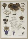 Mushroom print from Die Pilze, enthaltend die Abbildung und Beschreibung der vorzüglichsten Pilze