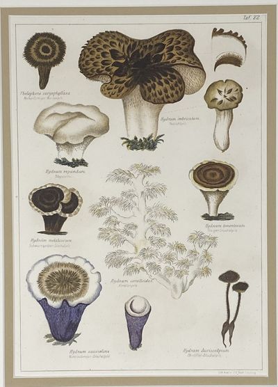 Mushroom print from Die Pilze, enthaltend die Abbildung und Beschreibung der vorzüglichsten Pilze