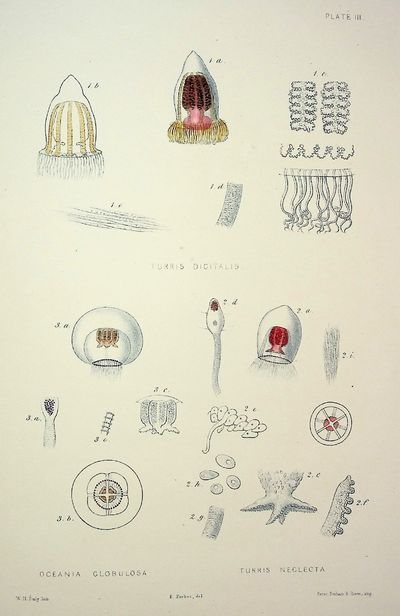 A Monograph of the British Naked-Eyed Medusae with Figures of All the Species