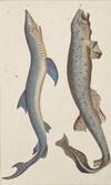 Blue and Dogfish Shark print from Œuvres du comte de Lacepède, comprenant l'Histoire Naturelle des Quadrupèdes ovipares, des Serpents, des Poissons et des Cétacés; Count de Lacepède's the Natural History of Oviparous Quadrupeds, Snakes, Fishes and Crustaceans