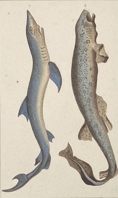 Blue and Dogfish Shark print from Œuvres du comte de Lacepède, comprenant l'Histoire Naturelle des Quadrupèdes ovipares, des Serpents, des Poissons et des Cétacés; Count de Lacepède's the Natural History of Oviparous Quadrupeds, Snakes, Fishes and Crustaceans