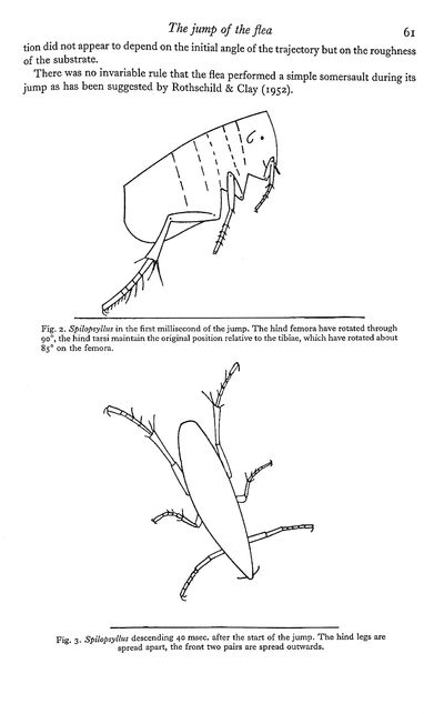The jump of the flea: A study of the energetics and a model of the mechanism, by HC Bennet-Clark and ECA Lucey, Journal of Experimental Biology, Vol. 47, pp59-76, 1967 (entire journal issue) TOGETHER WITH Biomechanics in jumping of the flea, by Gregory P. Sutton and Malcolm Burrows, Journal of Experimental Biology, Vol. 214, pp 836-847, 2011 (digital copy). HENRY C. BENNET-CLARK, Fellow and Tutor in Biology, St. Catherine's College, Oxford University 1978 to 1999; Fellow Emeritus since 1999; Dean 2004 to 2007.