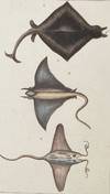 Manatie, Fabronian, and Banksian Stingray print from Œuvres du comte de Lacepède, comprenant l'Histoire Naturelle des Quadrupèdes ovipares, des Serpents, des Poissons et des Cétacés; Count de Lacepède's the Natural History of Oviparous Quadrupeds, Snakes, Fishes and Crustaceans