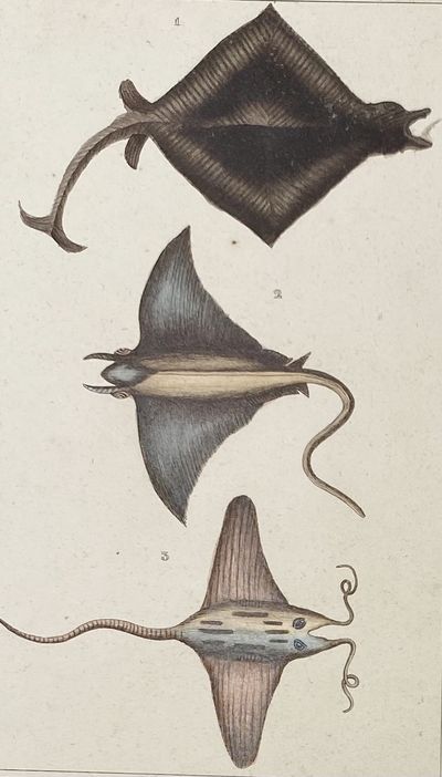Manatie, Fabronian, and Banksian Stingray print from Œuvres du comte de Lacepède, comprenant l'Histoire Naturelle des Quadrupèdes ovipares, des Serpents, des Poissons et des Cétacés; Count de Lacepède's the Natural History of Oviparous Quadrupeds, Snakes, Fishes and Crustaceans