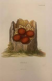 Gold Eule [Eagle-owl]