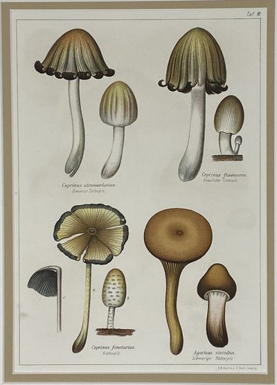 Mushroom print from Die Pilze, enthaltend die Abbildung und Beschreibung der vorzüglichsten Pilze