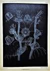 Selected Morphological Monographs. Memoirs from the Biological Laboratory of the Johns Hopkins University