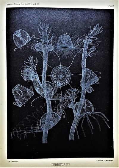 Selected Morphological Monographs. Memoirs from the Biological Laboratory of the Johns Hopkins University