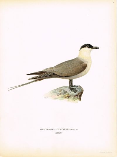 Stercorarius longicaudus. Fjällabb (Fjelljo). Fra…