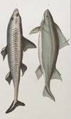 Dogfish and Humantun Shark print from Œuvres du comte de Lacepède, comprenant l'Histoire Naturelle des Quadrupèdes ovipares, des Serpents, des Poissons et des Cétacés; Count de Lacepède's the Natural History of Oviparous Quadrupeds, Snakes, Fishes and Crustaceans