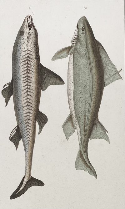 Dogfish and Humantun Shark print from Œuvres du comte de Lacepède, comprenant l'Histoire Naturelle des Quadrupèdes ovipares, des Serpents, des Poissons et des Cétacés; Count de Lacepède's the Natural History of Oviparous Quadrupeds, Snakes, Fishes and Crustaceans