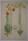Lilium maritimum Lilium Parryi