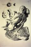 Fetus and Placenta - Plate 57 from Bidloo, Anatomia Humani Corpus